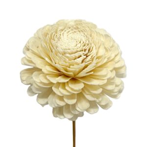Fleur Beli en shola diam 15 cm H.100 cm
